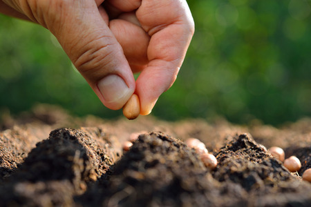 The Parable of the Sower - Bob Sawvelle